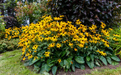 Keeping Your Curb Appeal Fresh: Plants that Survive from Summer to Fall in Maryland