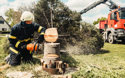 Tree Safety: A Comprehensive Guide by Mr. Lister Realty