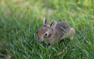 What to Do When You Find an Abandoned Animal on Your Property